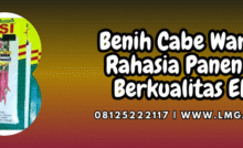 benih,cabe,warrior,warrior f1,lmga agro