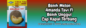 bibit,melon amanda tavi,bisi,cap kapal terbang,lmga agro