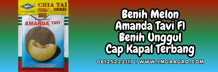 bibit,melon amanda tavi,bisi,cap kapal terbang,lmga agro