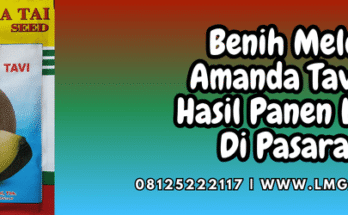 benih,melon,amanda tavi,amanda tavi f1,lmga agro