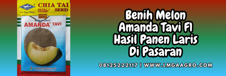 benih,melon,amanda tavi,amanda tavi f1,lmga agro