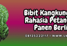 bibit,kangkung,terbaik,bibit kangkung,lmga agro