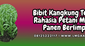 Bibit Kangkung Terbaik Rahasia Petani Modern Panen Berlimpah