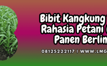 bibit,kangkung,terbaik,bibit kangkung,lmga agro