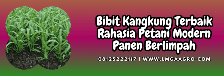 bibit,kangkung,terbaik,bibit kangkung,lmga agro