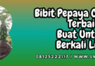bibit,pepaya,california,terbaik,lmga agro