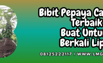 bibit,pepaya,california,terbaik,lmga agro