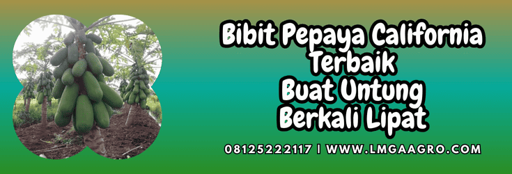 bibit,pepaya,california,terbaik,lmga agro