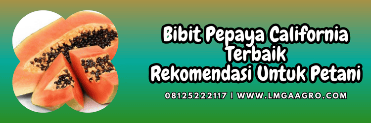 bibit pepaya,pepaya california,bibit pepaya california,benih,tanaman,lmga agro
