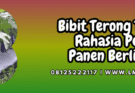 bibit,terong,terbaik,bibit terong,lmga agro