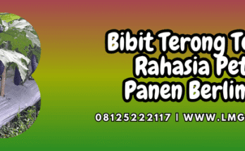 bibit,terong,terbaik,bibit terong,lmga agro