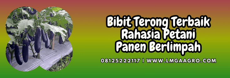 bibit,terong,terbaik,bibit terong,lmga agro
