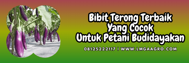 benih,terung,benih terong,cara menanam terong,lmga agro