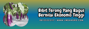 benih,benih terong,benih terung,petani,lmga agro