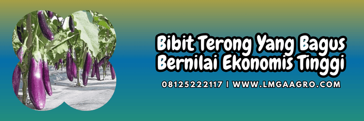 benih,benih terong,benih terung,petani,lmga agro