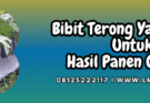 bibit,terong,bibit terong,terung,lmga agro