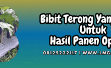 bibit,terong,bibit terong,terung,lmga agro