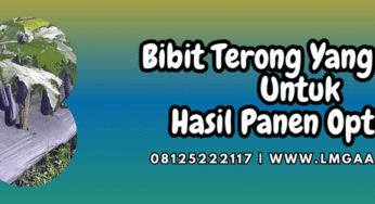 Bibit Terong Yang Bagus Untuk Hasil Panen Optimal