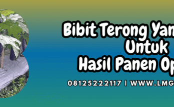 bibit,terong,bibit terong,terung,lmga agro