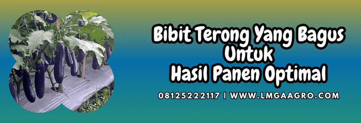 bibit,terong,bibit terong,terung,lmga agro