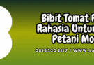 bibit,tomat,fortuna,tomat fortuna,lmga agro