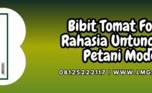 bibit,tomat,fortuna,tomat fortuna,lmga agro