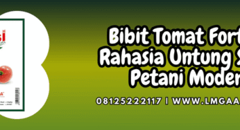 Bibit Tomat Fortuna Rahasia Untung Stabil Petani Modern