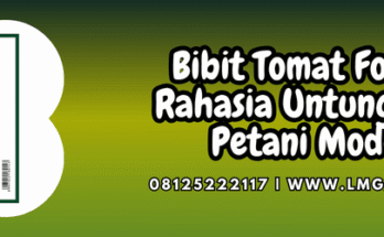 bibit,tomat,fortuna,tomat fortuna,lmga agro