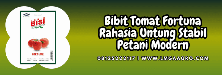bibit,tomat,fortuna,tomat fortuna,lmga agro