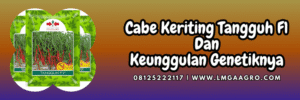 cabai,cabai keriting,panah merah,cap panah merah,ewindo,lmga agro