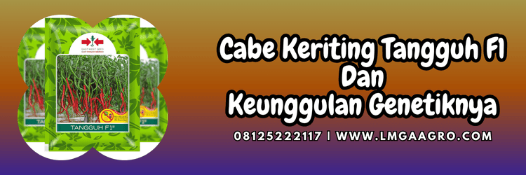 cabai,cabai keriting,panah merah,cap panah merah,ewindo,lmga agro