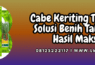 cabe,cabe keriting,tangguh,tangguh f1,lmga agro