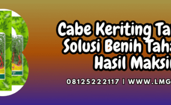 cabe,cabe keriting,tangguh,tangguh f1,lmga agro