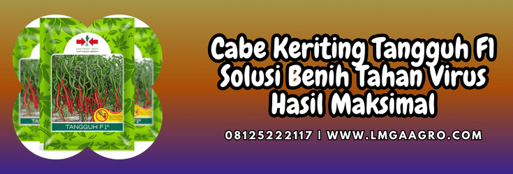 cabe,cabe keriting,tangguh,tangguh f1,lmga agro
