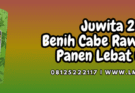 juwita,juwita 25,f1,cabe,cabe rawit,lmga agro