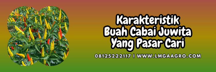 karakteristik,buah,buah cabai,buah cabe,lmga agro