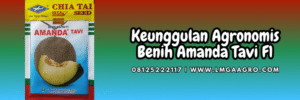 keunggulan,kelebihan,produk,f1,hibrida,lmga agro