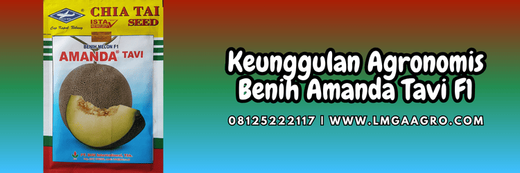 keunggulan,kelebihan,produk,f1,hibrida,lmga agro