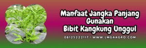 manfaat,manfaat kangkung,budidaya,budidaya kangkung,lmga agro