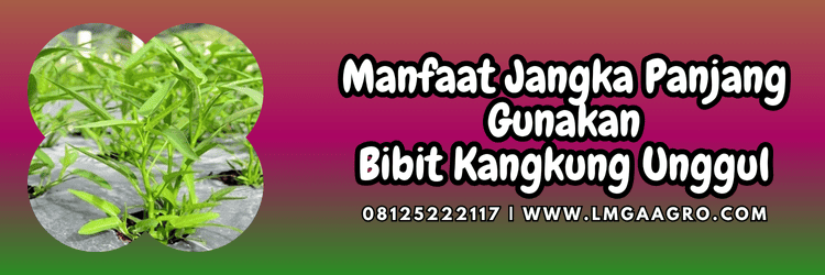 manfaat,manfaat kangkung,budidaya,budidaya kangkung,lmga agro