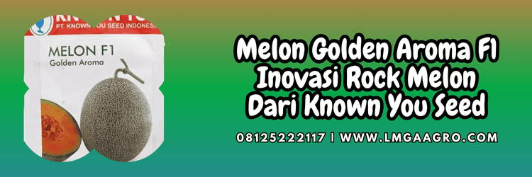tanaman,budidaya,budidaya melon,petani,lmga agro