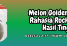 melon,golden aroma,golden aroma f1,known you seed,lmga agro