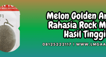 Melon Golden Aroma Rahasia Rock Melon Hasil Tinggi
