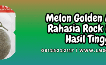 melon,golden aroma,golden aroma f1,known you seed,lmga agro