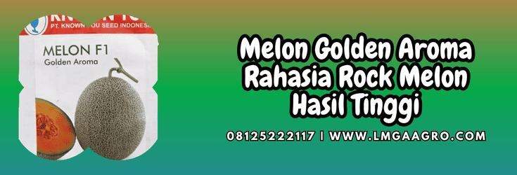 melon,golden aroma,golden aroma f1,known you seed,lmga agro