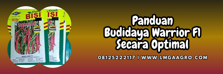 panduan,budidaya,tanaman,budidaya cabe,lmga agro