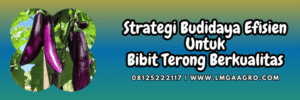 strategi,budidaya,tanaman,tanaman terong,lmga agro