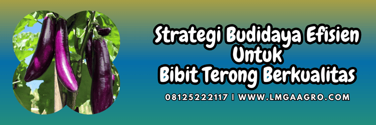 strategi,budidaya,tanaman,tanaman terong,lmga agro