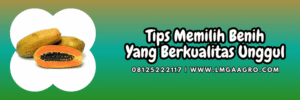 tips,memilih,budidaya,petani,lmga agrp