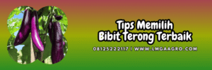 tips,menanam,budidaya,budidaya terong,lmga agro